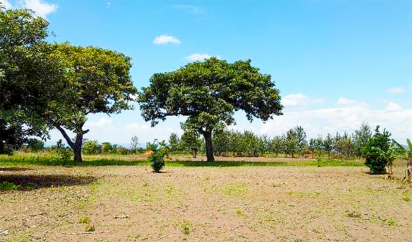 Karite tree, also known as Galam, Shea or Butyrospermum Parkii is considered sacred by many tribes in Western and Central Africa, where it grows. It is often called a Tree of Life